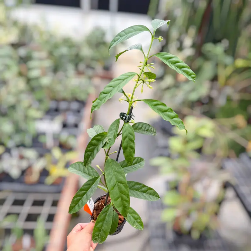 PS0403 - Hoya solokensis