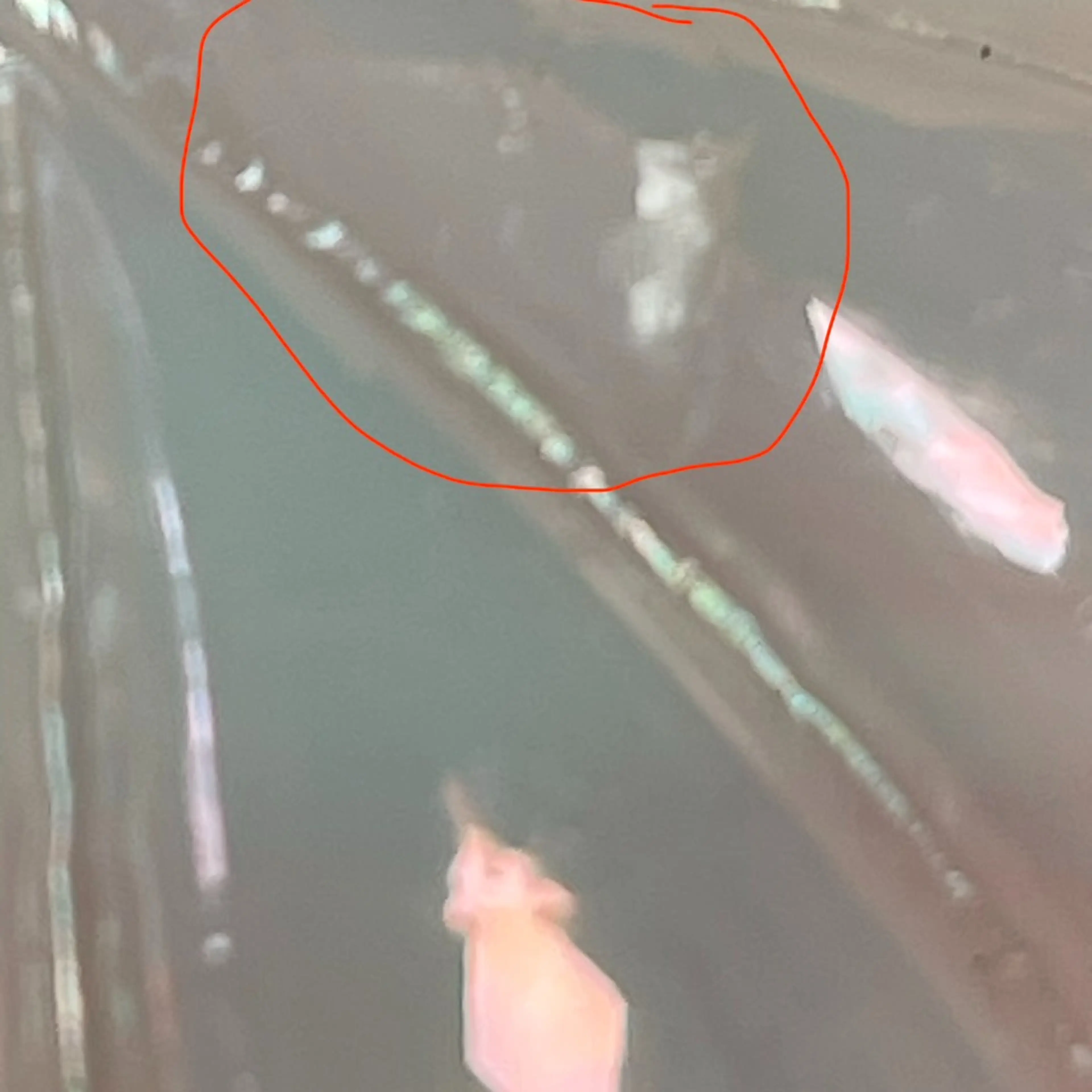 Image 5 of 5