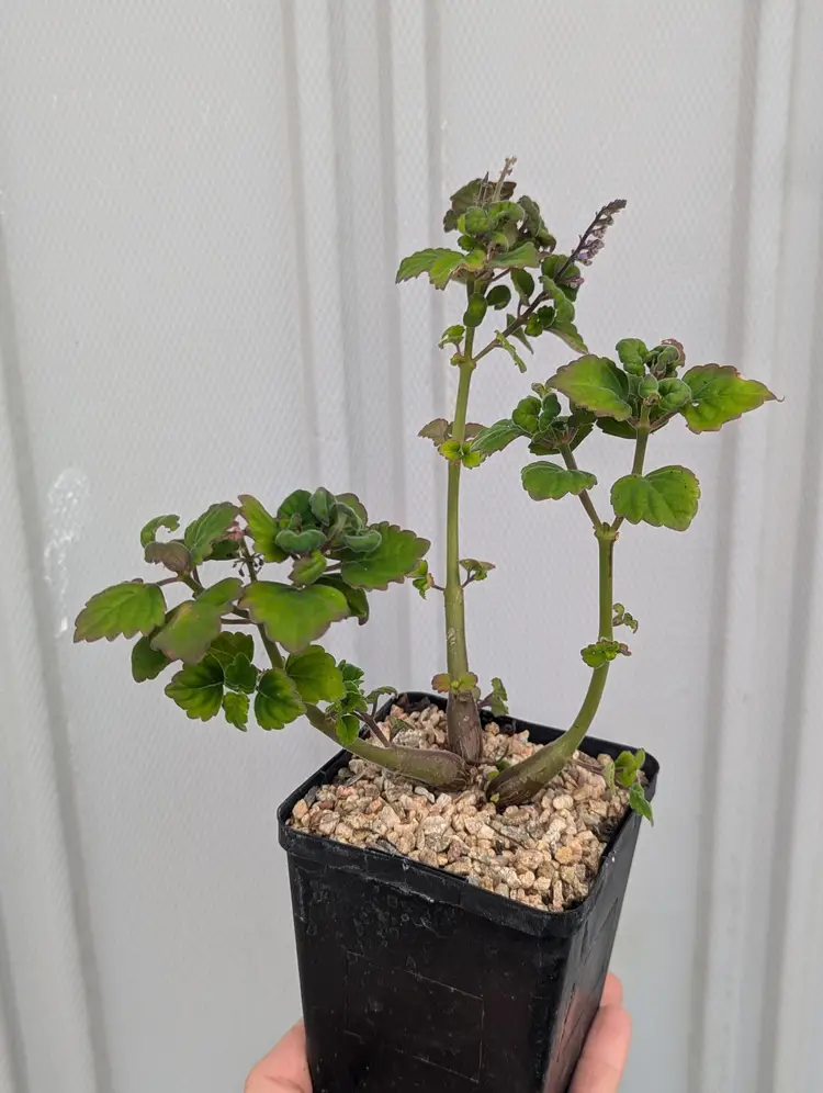 Plectranthus ernestii