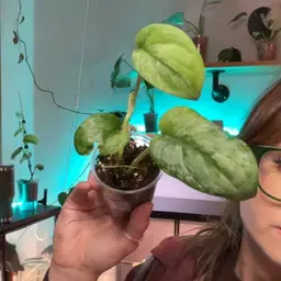 Scindapsus GOG silver Cloud