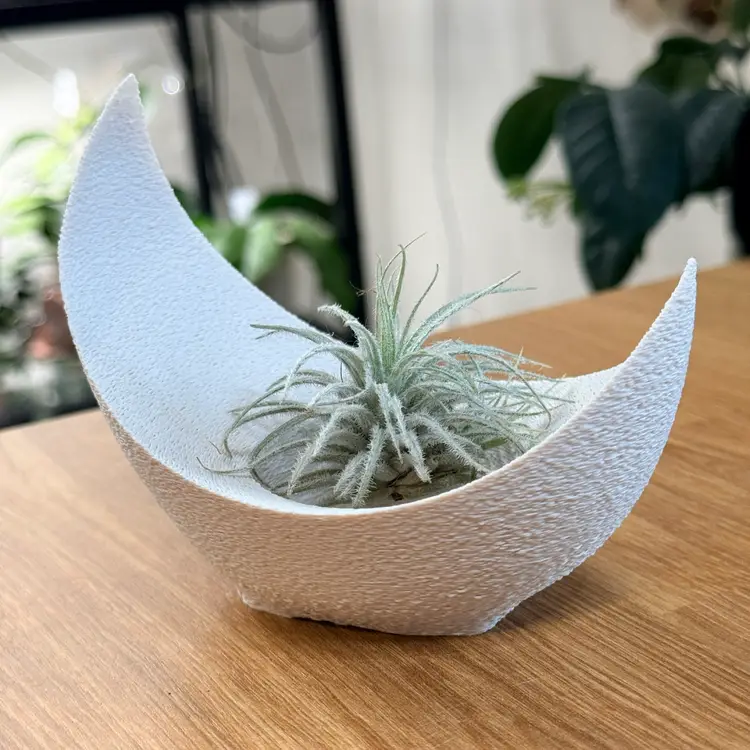 Crescent Moon Air Plant Holder