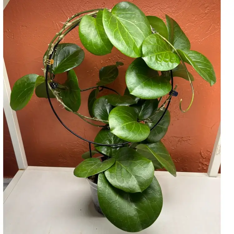 Hoya ‘Rhiannon’ SS 37-03