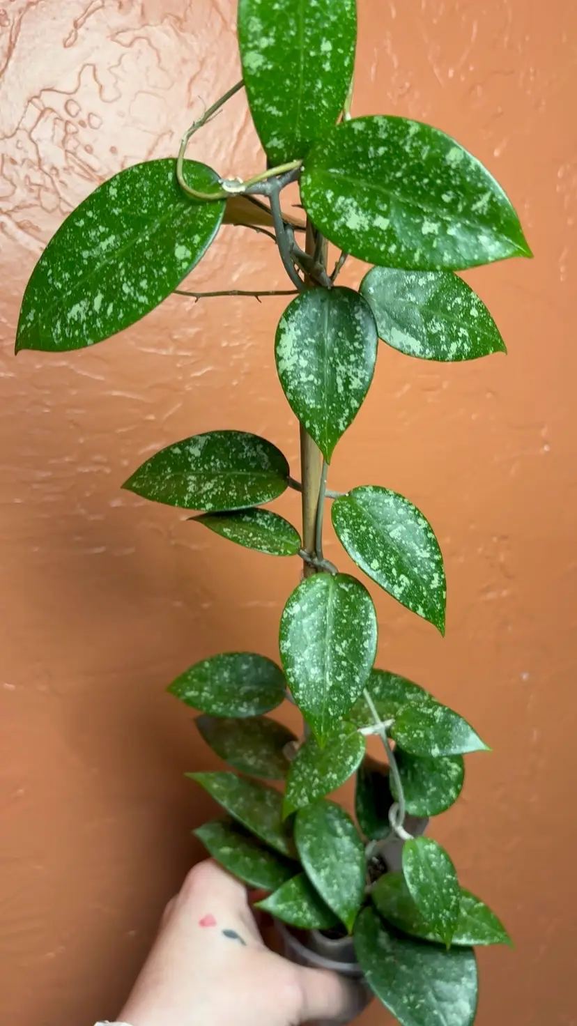 Hoya MA06 sp Anjuk Ladang