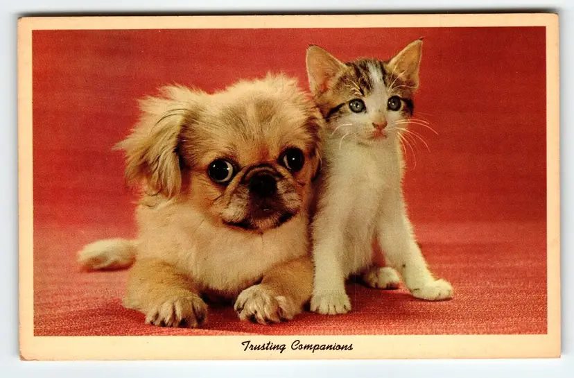 Tibetan Spaniel Puppy Dog & Mixed Color Kitten Cat Postcard Unused Curt Teich