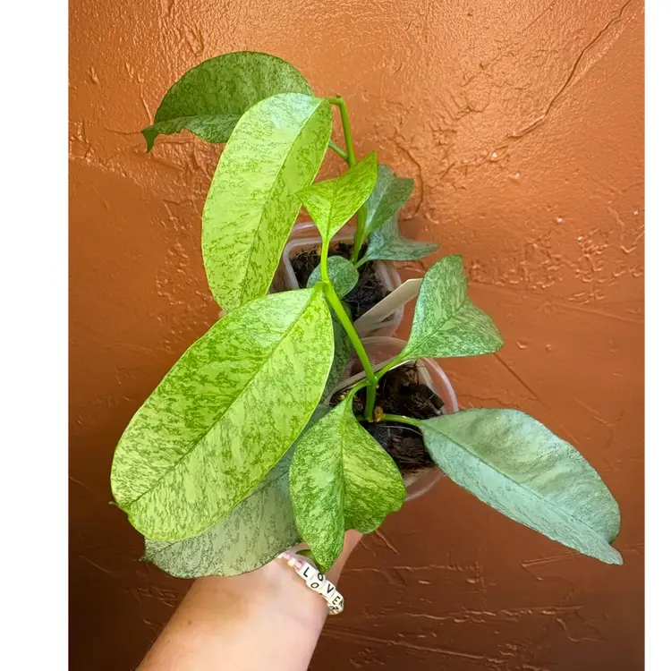 Hoya multiflora ‘Wonderphil’ (GC)