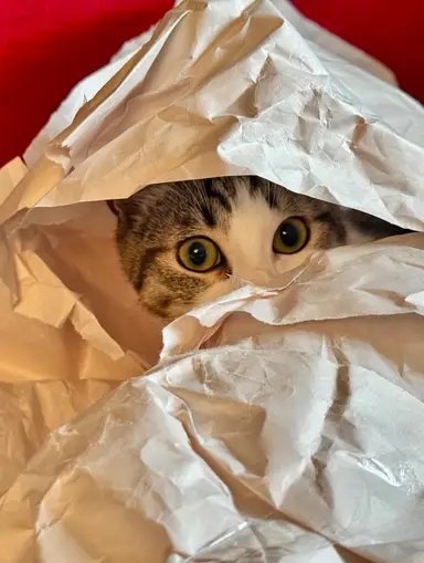 Vintage Time With Vintiquity!