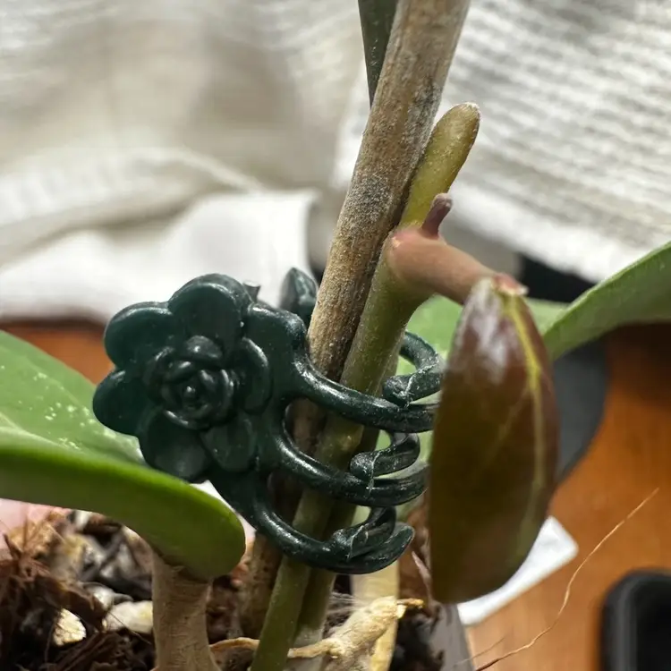 Hoya verticillata sp. Tanggamus