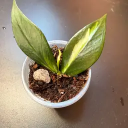 Hoya polyneura inner var