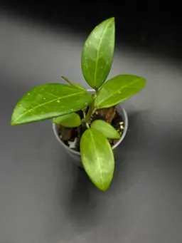 **SEEDLING** Hoya RHM2507 KZ-05 (AH Black Tiger x Unk)