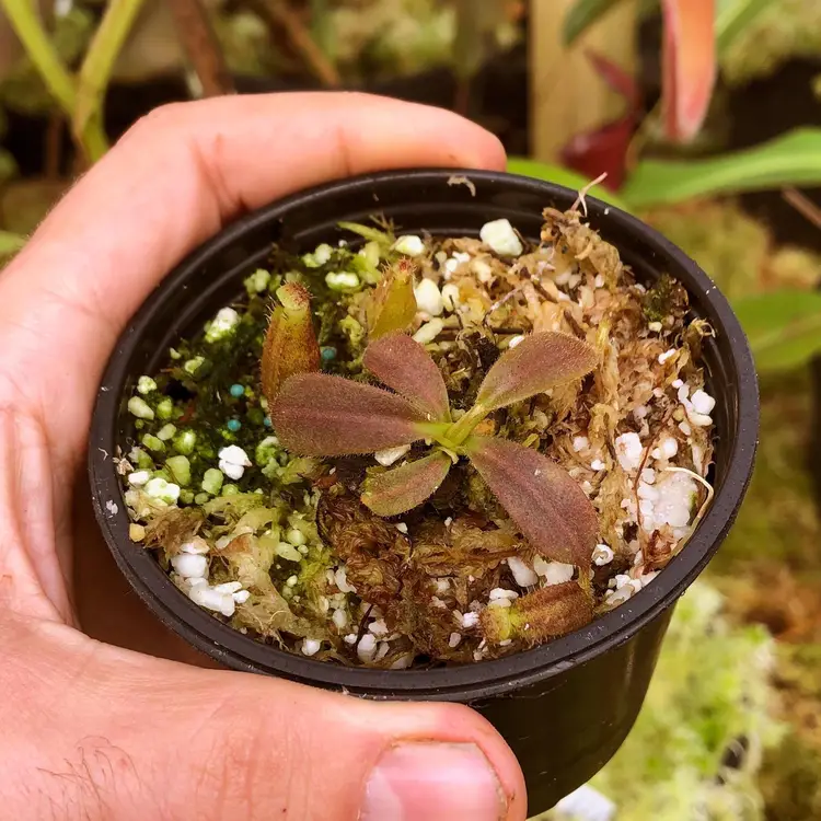 N.  {[(lowiix veitchii) x boschiana] x [veitchii x (maxima x veitchii)]} x veitchii - Red Tiger RE-0106