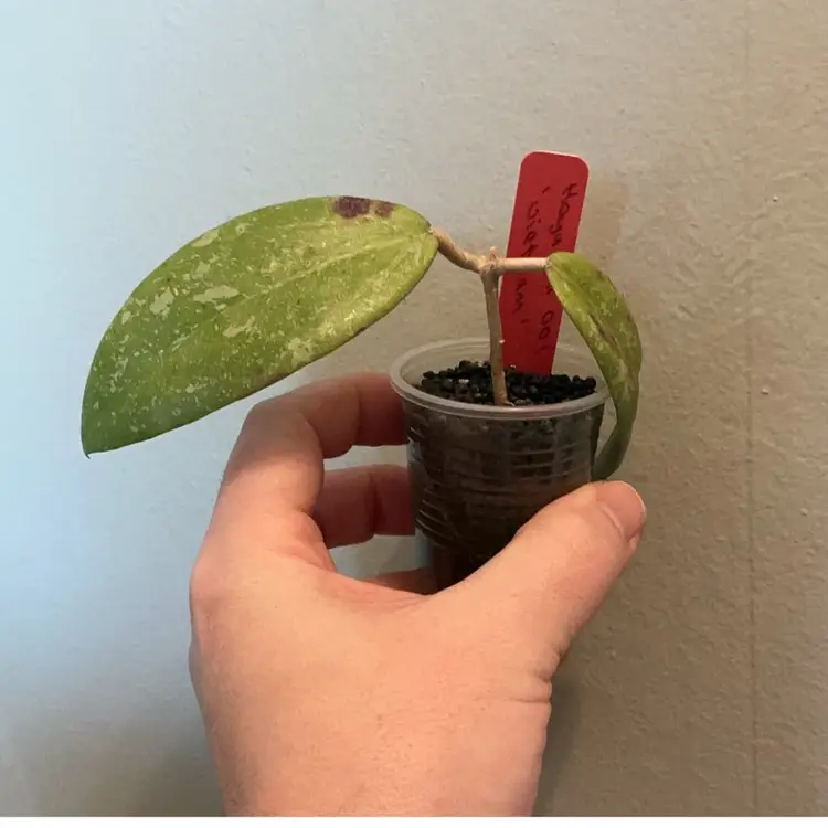 Hoya AH 001 ‘Vietnam’ (Red)