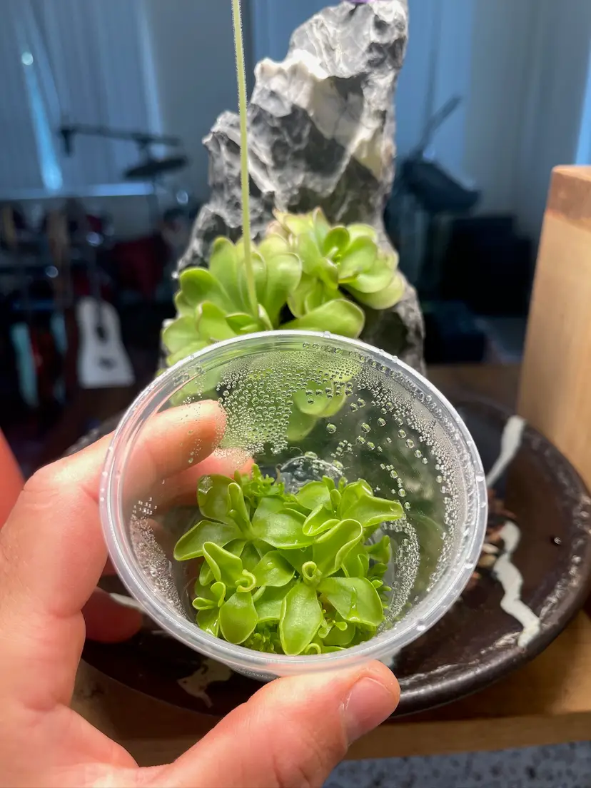 Pinguicula Pirouette - Tissue Culture, Small (5.5oz) Flask