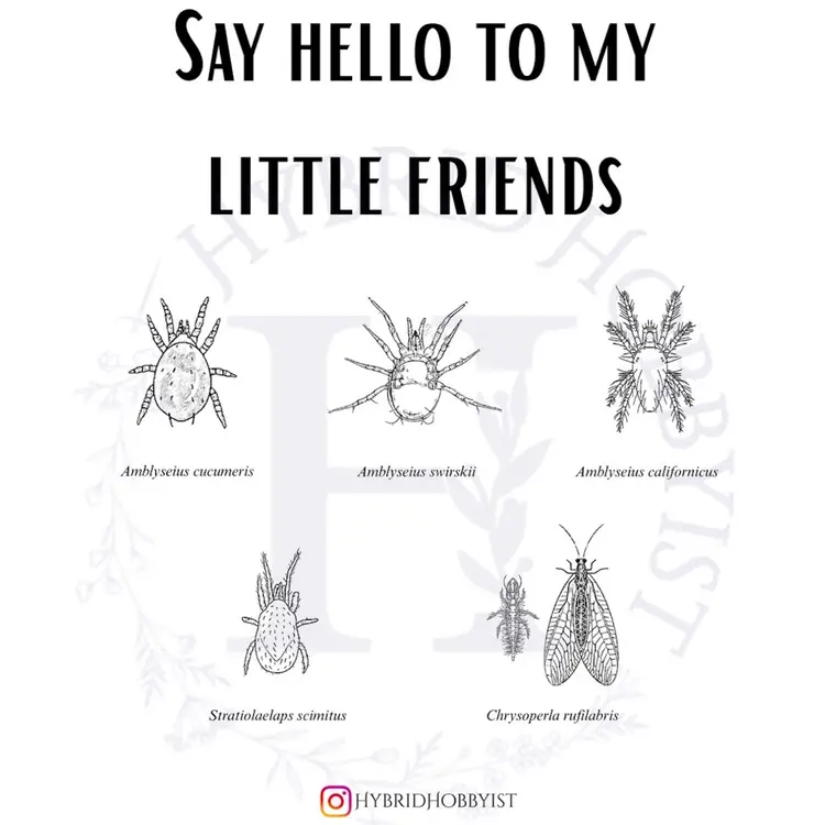 Sticker: Say hello to my little friends/beneficial bugs