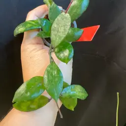 295 Lacunosa Black inferno