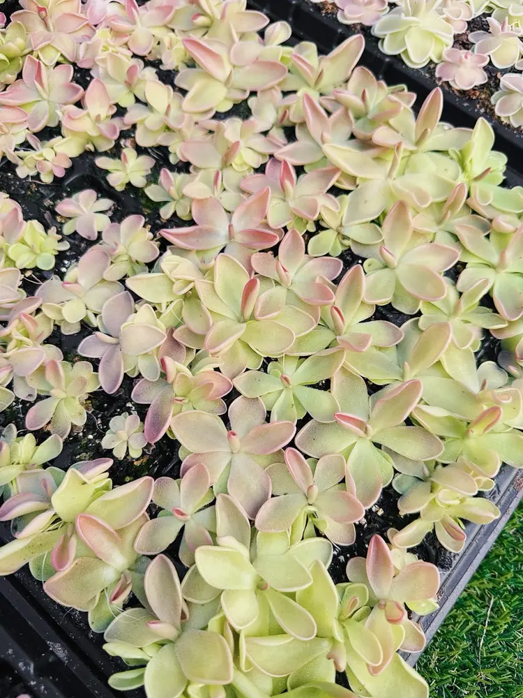 Pinguicula Pirouette Live Plant - Carnivorous Butterwort - Gnat Eating Plant