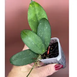 ‘RASPBERRY SUN’ MB1247
(Erythrostema x Erythina)