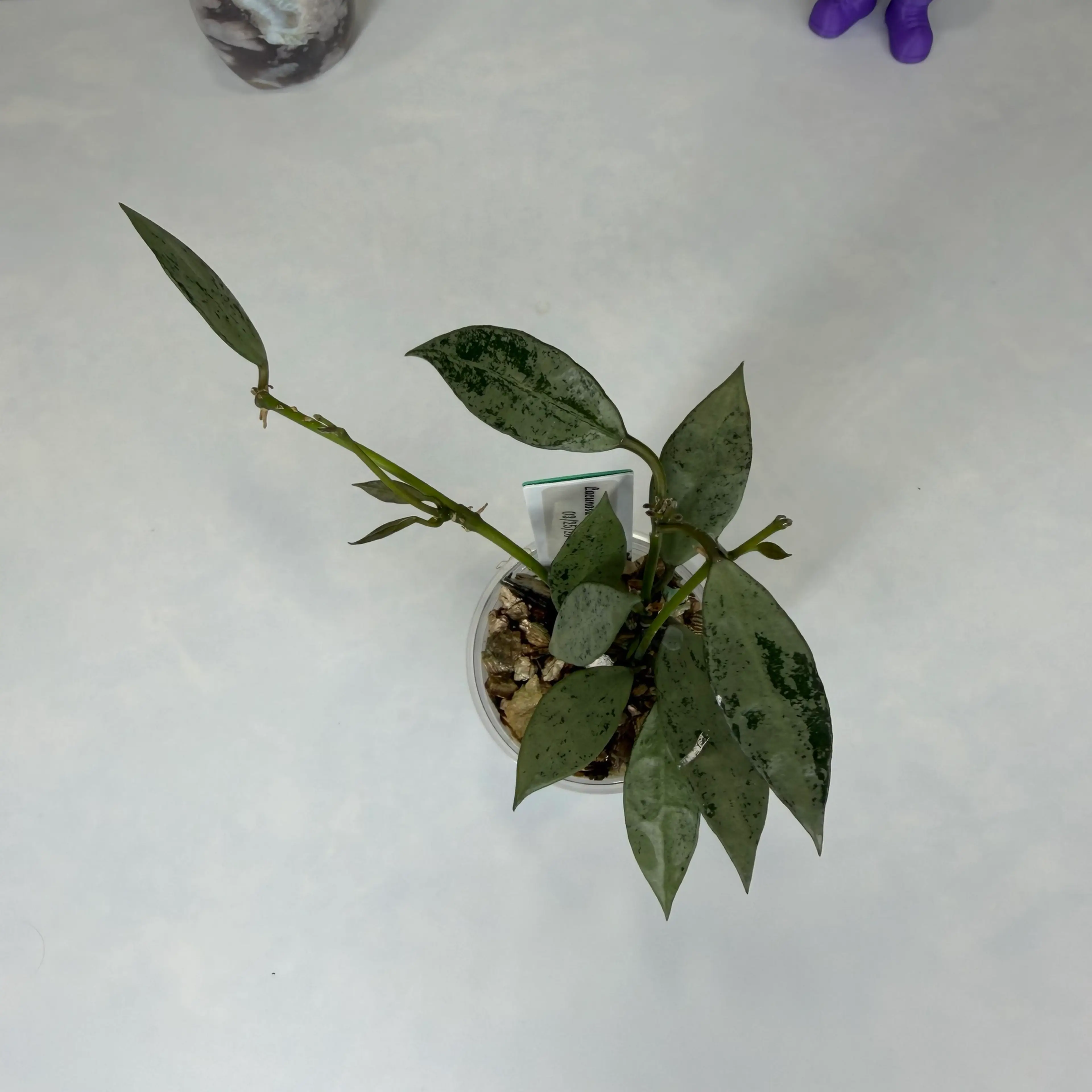Image 2 of 2