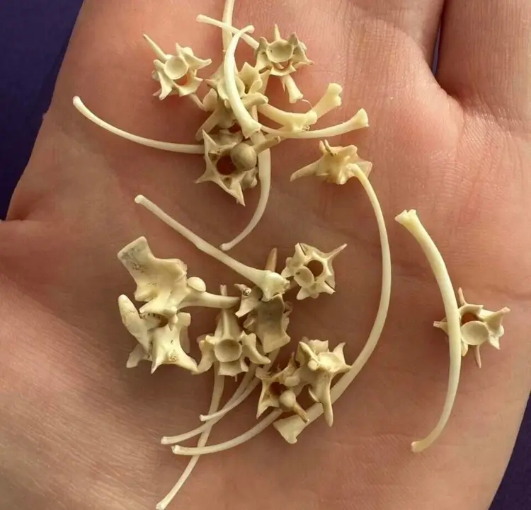 Tiny taxidermy lot 13 snake ribs and 13 snake vertebrae