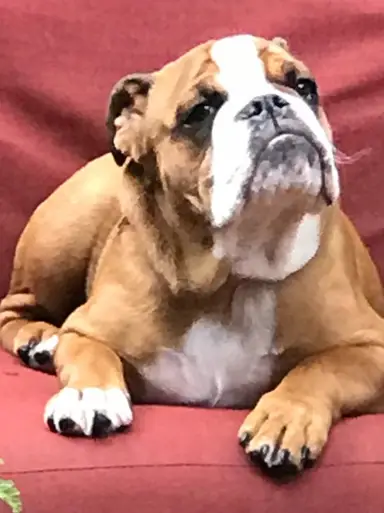 Rosey Is Looking For You To Join The Show Friday. New Items Glass, Paperweights Figures And So Much More!!!