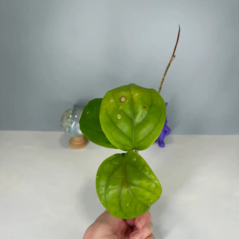 T21 sp RP-017 Rooted Cutting