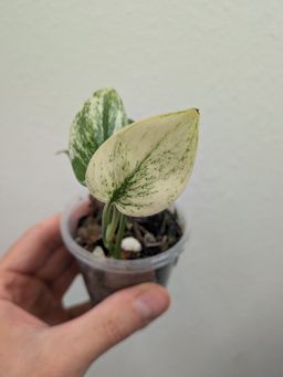 SCINDAPSUS