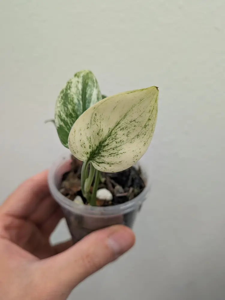 Scindapsus blue albo 0083