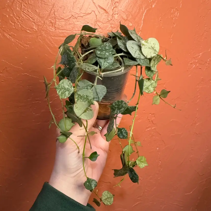 Hoya curtisii (silver) (not stable) needs high light