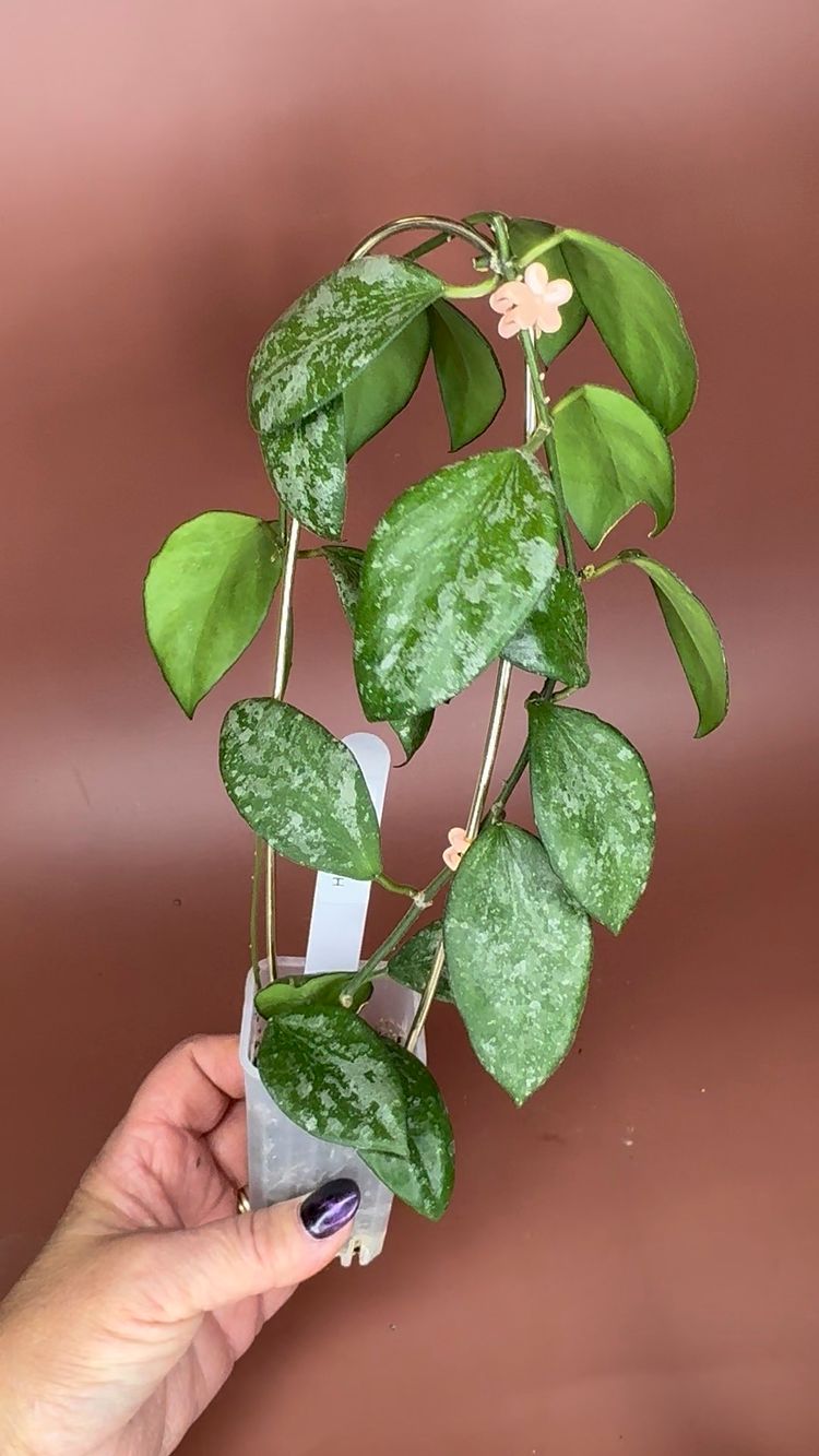 #3640 Hoya Collina NOID