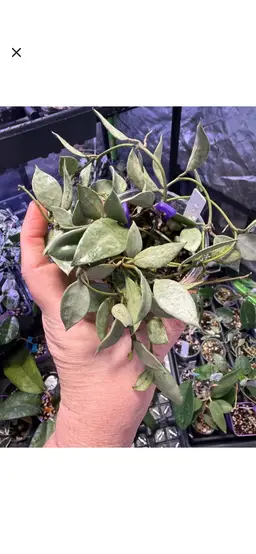 Hoya Sp Louisa Silver