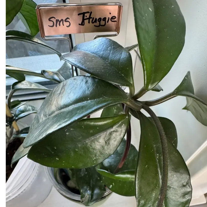 Fresh cut- sms Huggie 1 node