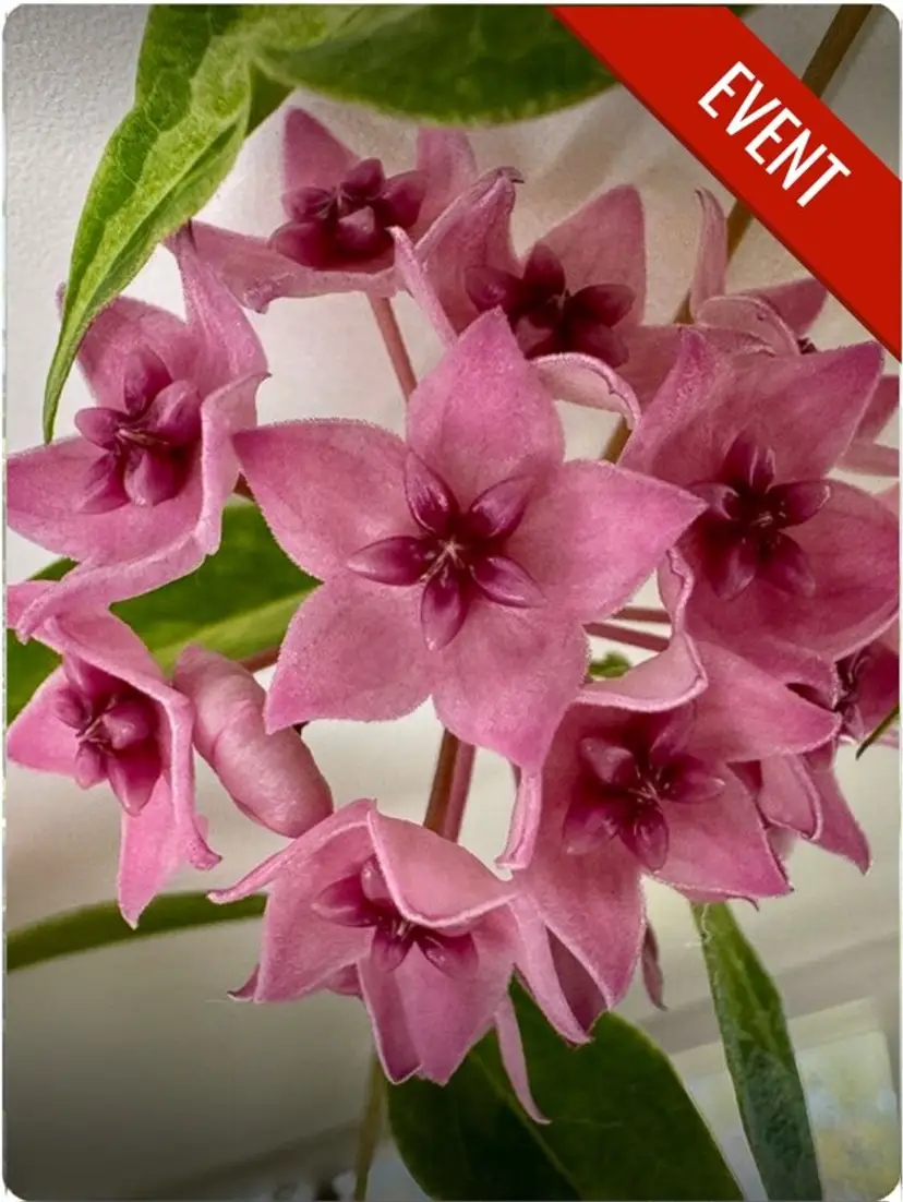 Livestream thumbnail