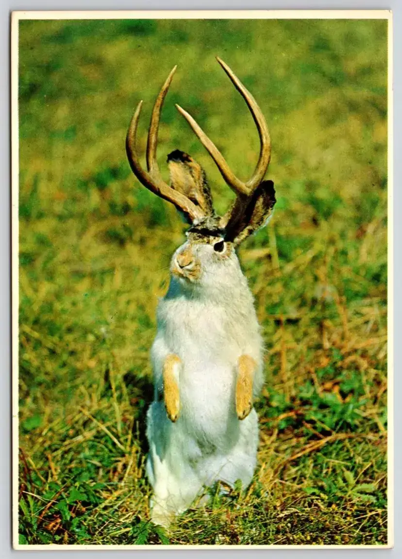 Postcard The Western Jackalope Cryptozoology Mythology Bourbon-Beer-Baloney Lure Mythical Creature -  5717