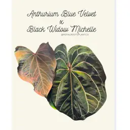 Anthurium Blue Velvet X Black Widow Michelle