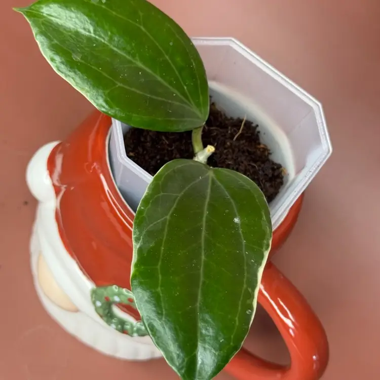 Quinquenervia ‘Little Plu’
Outer variegated