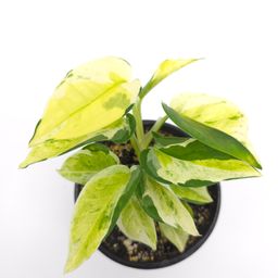 Epipremnum aureum Japanese Global 4 inch pot556