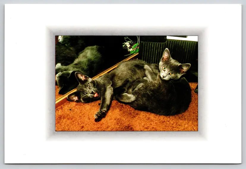 Postcard Pair of Russian Blue Kittens Liz Lorton Felis catus 1995 Cats - 13599