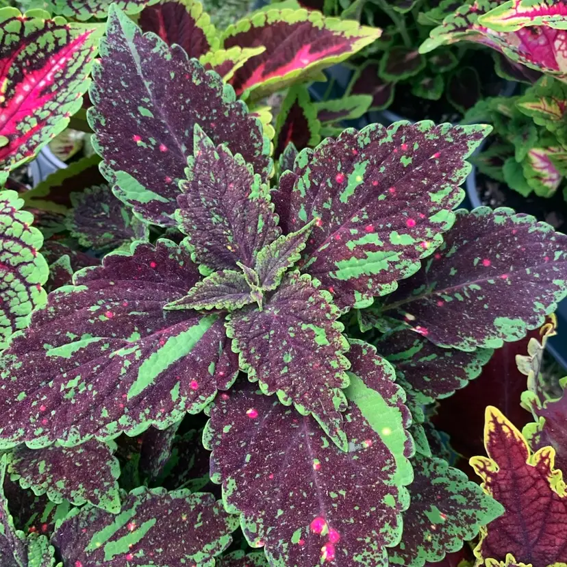 Coleus Purple Speck