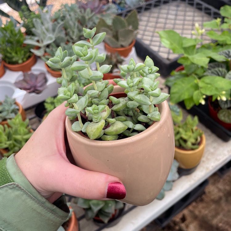 15 Pot W Cactus