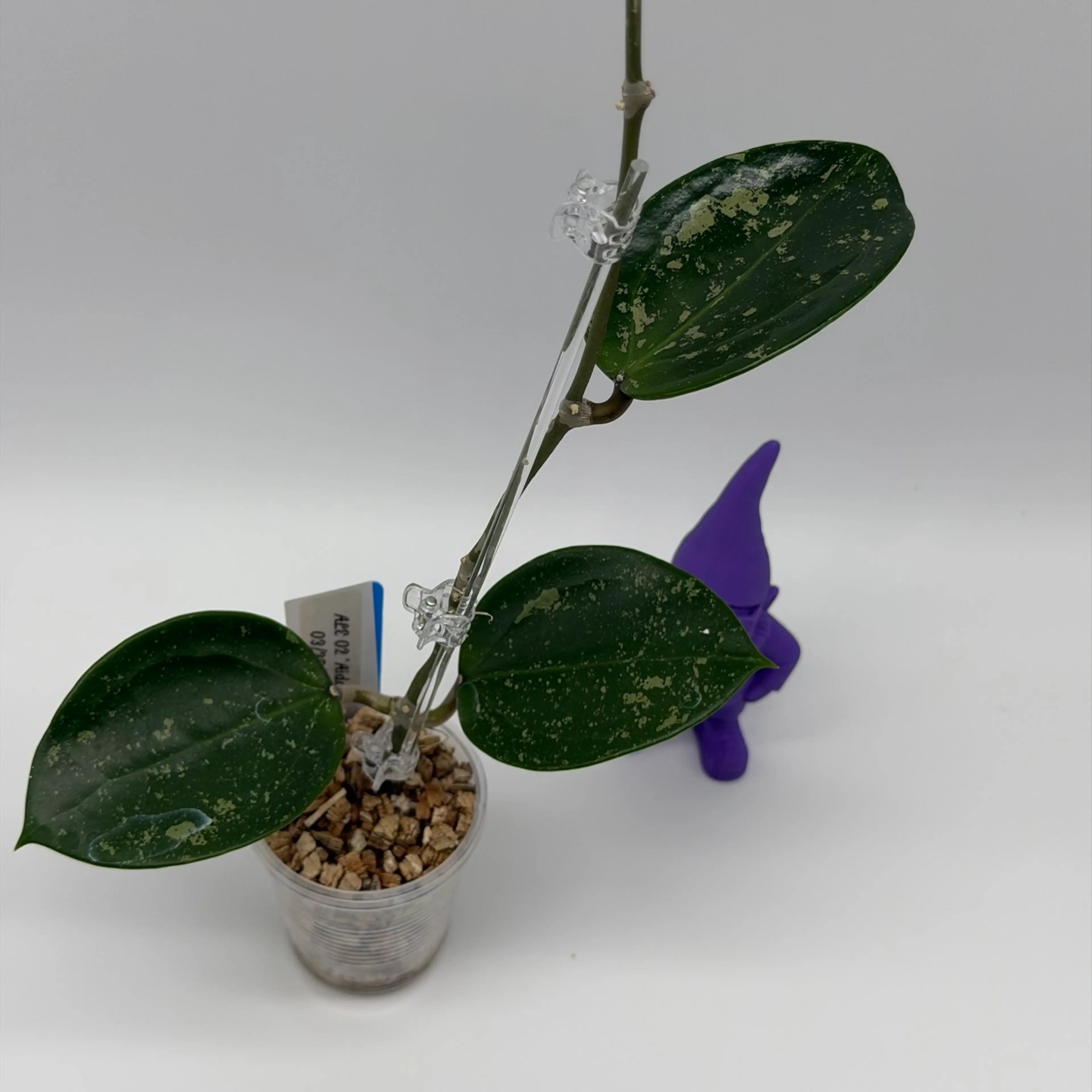 Image 2 of 2