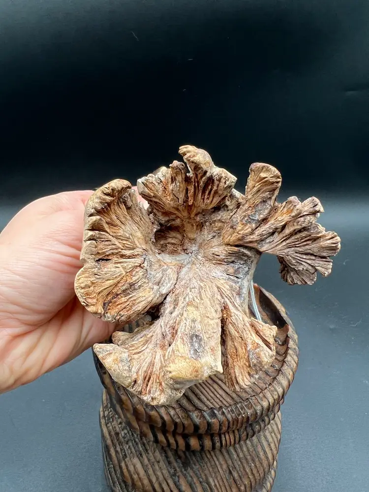 Carved Grumpy Grandpa
In Burl Wood - Hanging