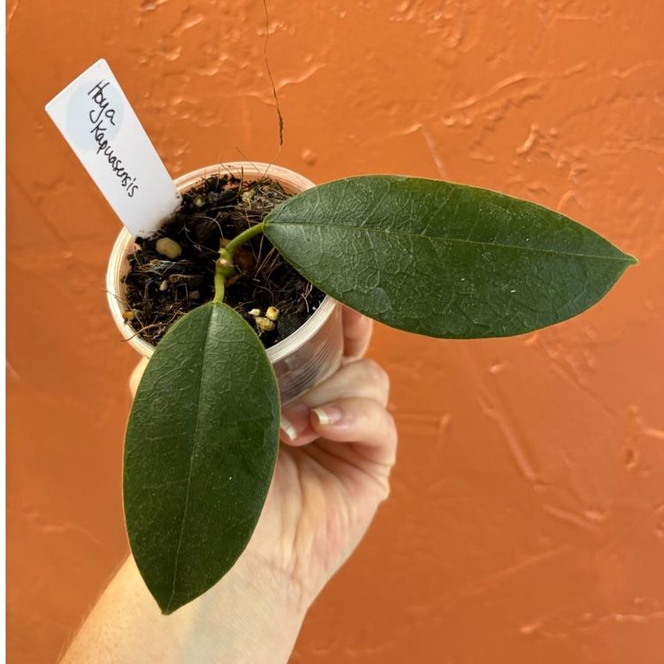 3011 Hoya kapuasensis (fuzzzzyyyy)