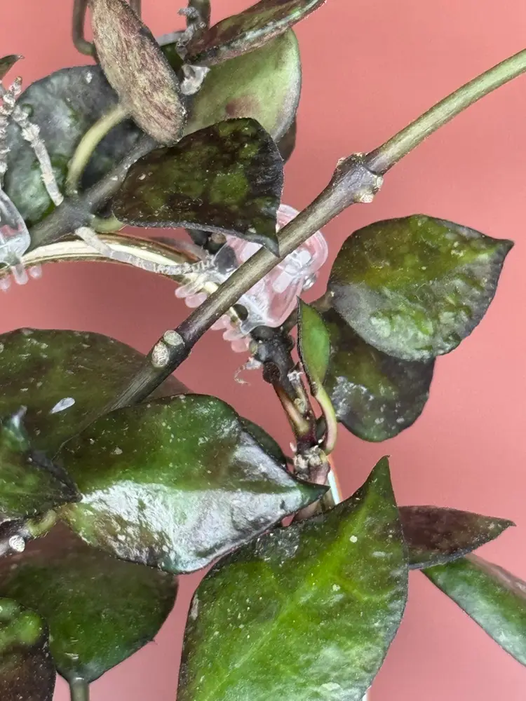 #3606 Lacunosa Black Tutal