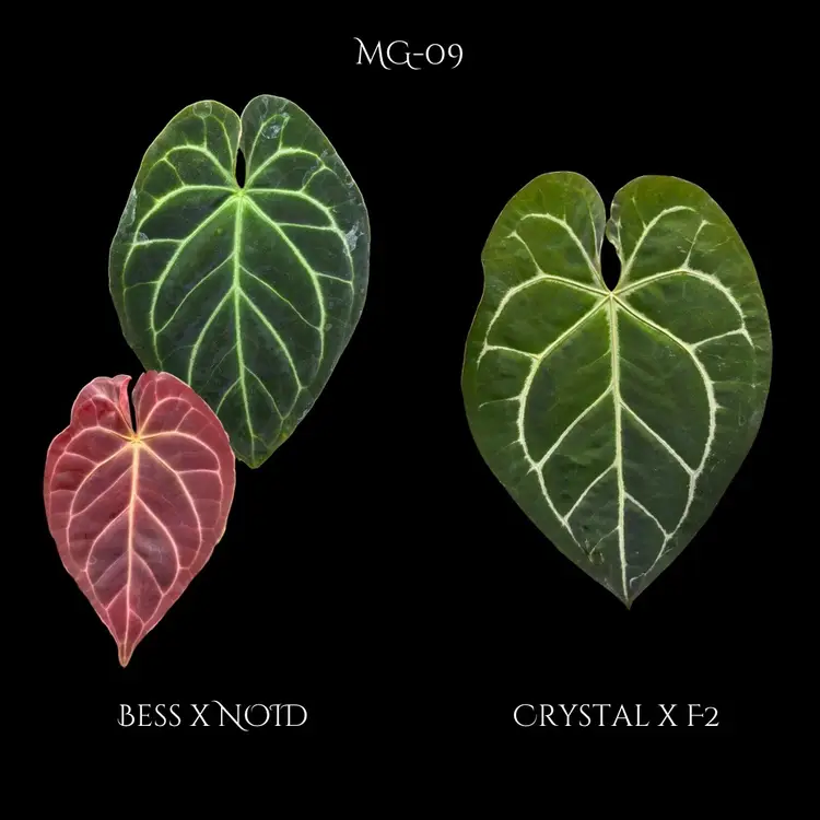 Anthurium MG-09 Seedling (Grower’s Choice)