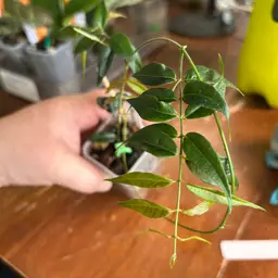 Hoya leucantha