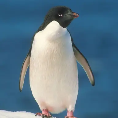 KwirkyPenguin