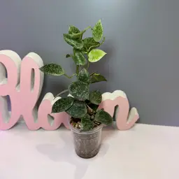 89 Lacunosa ‘sp Cimanggu Indonesia’