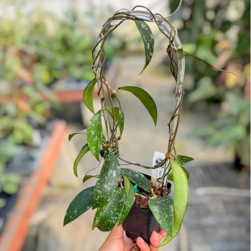 PS0123 - Hoya phuwuaensis