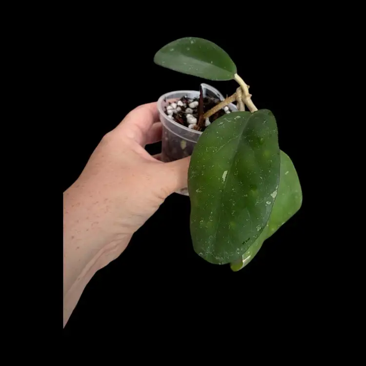 #G001- Blue Moon bottom butt cut.