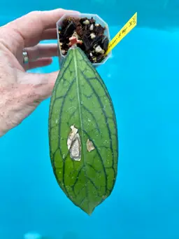 Hoya sp. Lampung