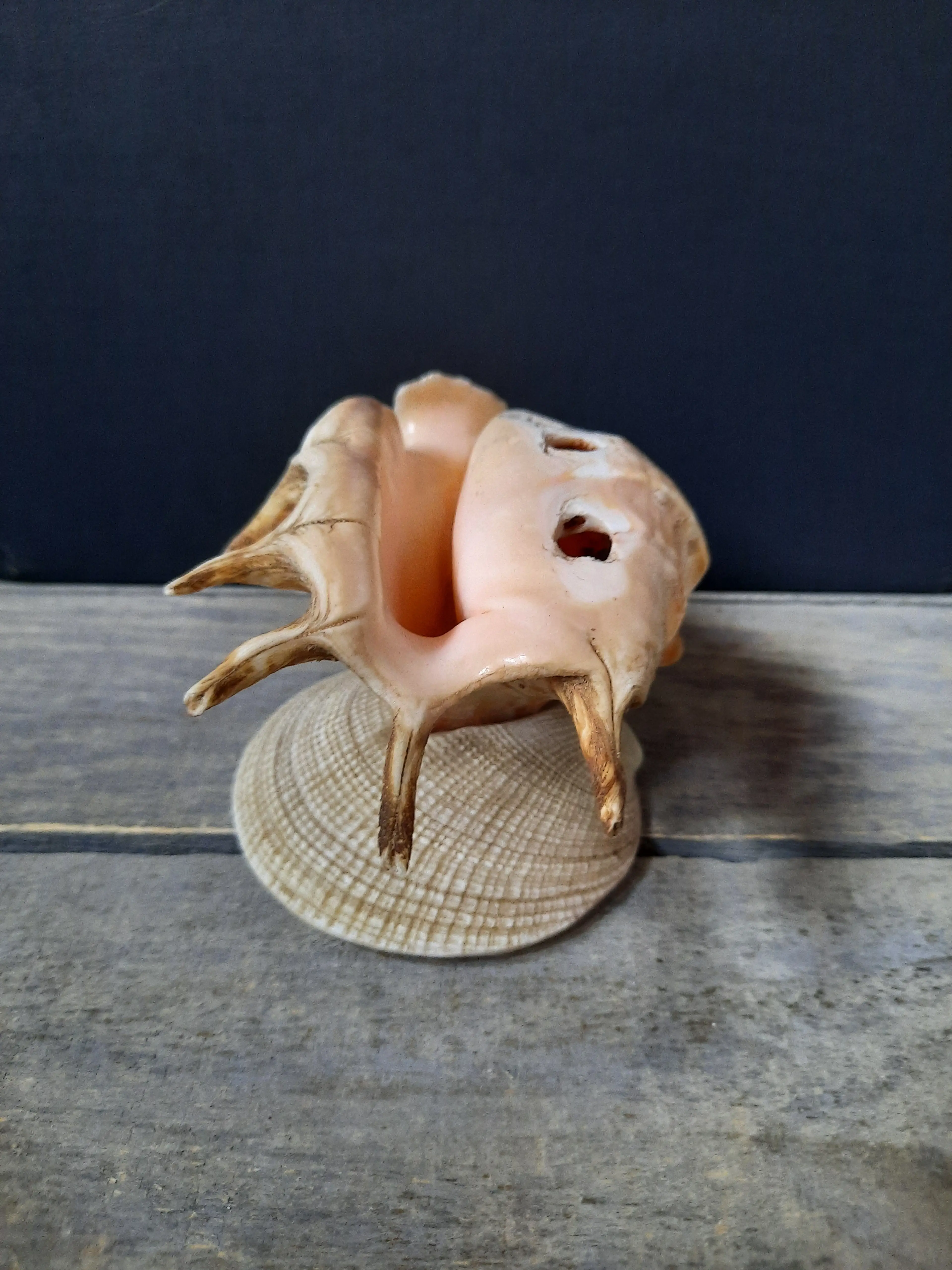 Image 2 of 16